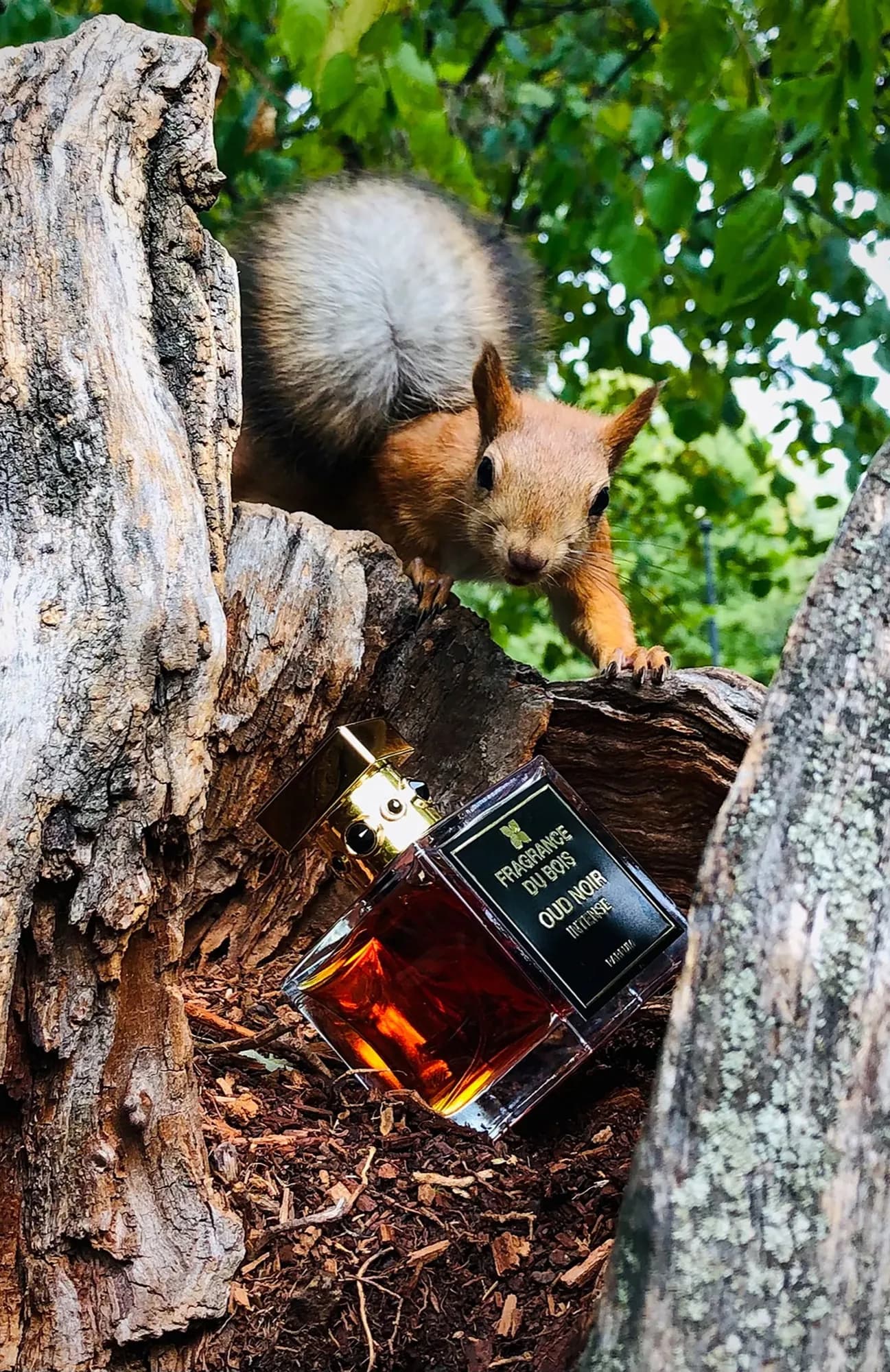 Fragrance Du Bois Парфюмерная вода Oud Noir Intense 100 мл